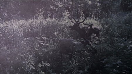 Kuvia maailmasta, josta ihmiskunta on kadonnut